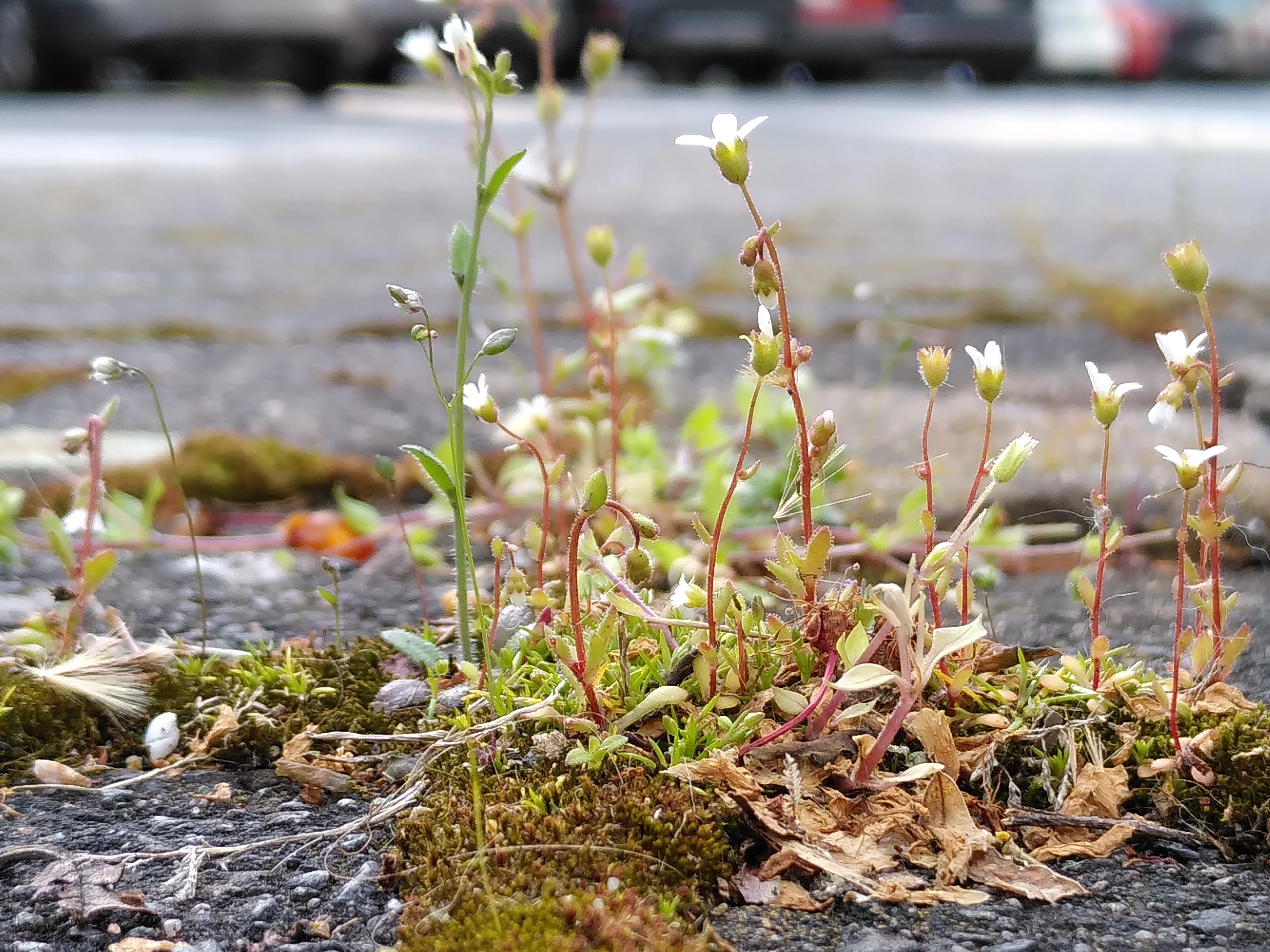 Kleine blühende Frühlingsblume in Pflasterritze
